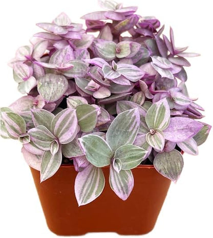 Succulents Plants Live 2" Callisia Repens Pink Lady, Live Mini Succulent Plants, Easy Care House
