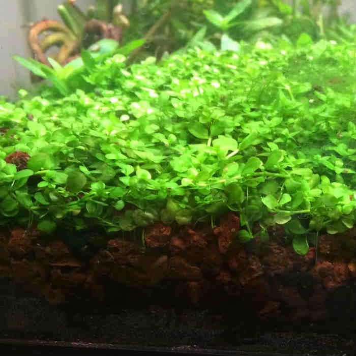 Foreground Potted Live Aquarium Plants | Freshwater Aquatic Plants for Aquariums (Potted Monte
