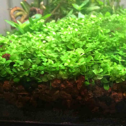 Foreground Potted Live Aquarium Plants | Freshwater Aquatic Plants for Aquariums (Potted Monte