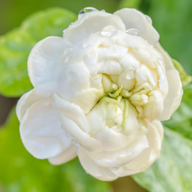 Jasmine Plant, Fragrant Jasmine Flower Vine 4-8 Inches Well Rooted for Container, Hanging Basket