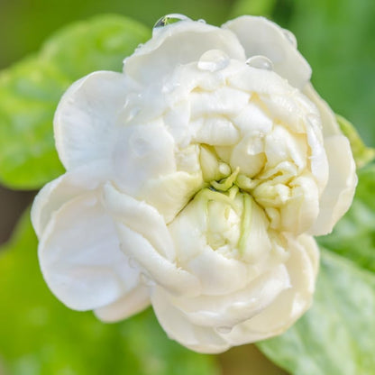 Jasmine Plant, Fragrant Jasmine Flower Vine 4-8 Inches Well Rooted for Container, Hanging Basket