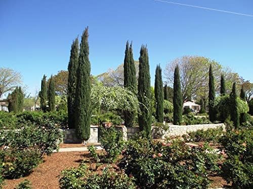 Florida Foliage Italian Cypress Tree | 10 Live Seedlings Cupressus Sempervirens Formal Elegant