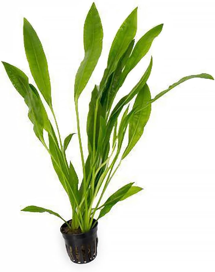 SubstrateSource Echinodorus Peruensis Sword Live Plant for Freshwater Aquariums, Natural Fish Tank