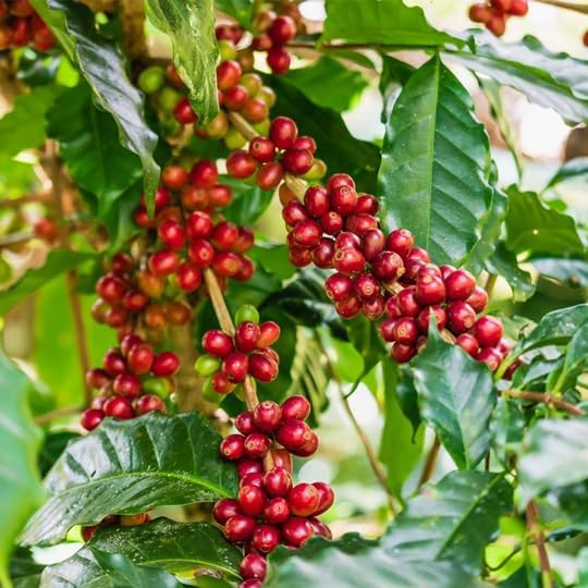 Coffee Plant Arabica (4 Pack) Real Live Plant for Sale | Coffee Lover's Dream | Easy to Grow Live