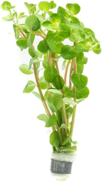 SubstrateSource Live Plant - Rotala Fujian - Moderate Care, High Light, Orange-Pink Accent