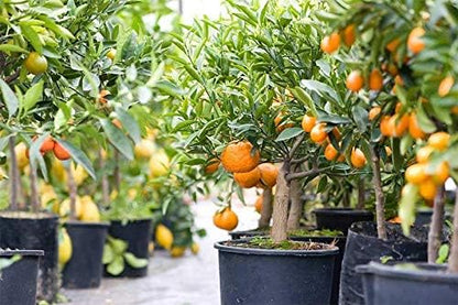 GARDENERA Citrus Tree Potting Soil Mix, Special Blend for Indoor Oranges, Lemons, Limes and More