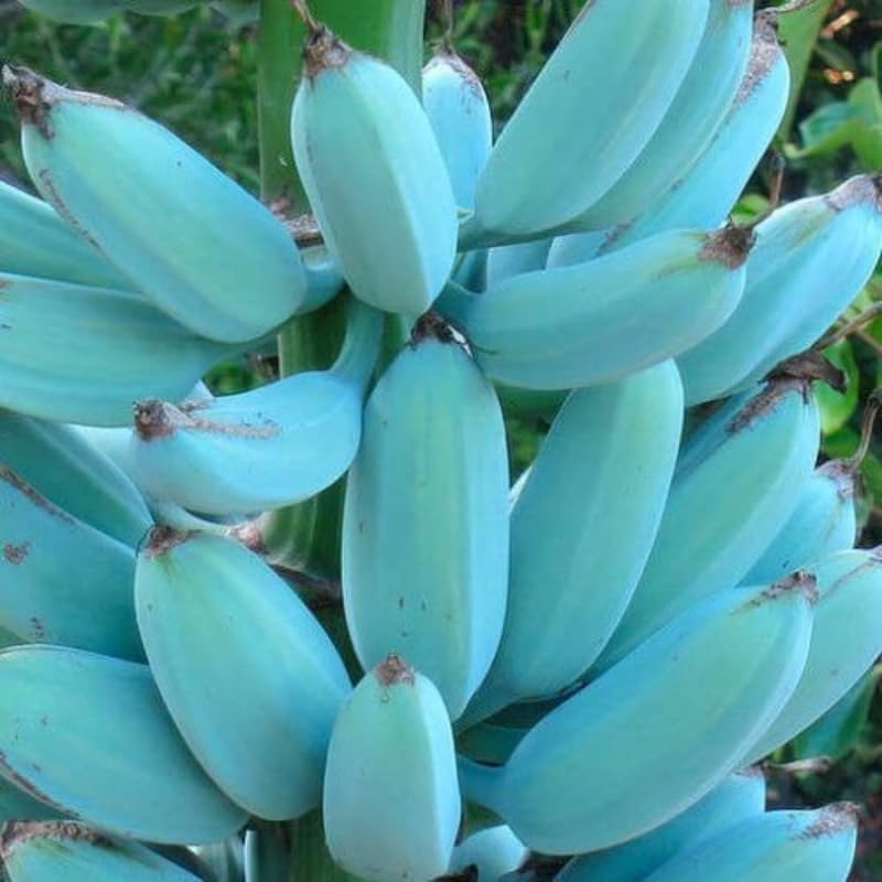 Blue Ice Cream Banana Plant Live, 4-6" Tall Well-Rooted for Indoor Tropical Displays, Cold Hardy