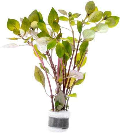 SubstrateSource Live Plant - Rotala Mexicana - Moderate Care, High Light, Bright Green Accent