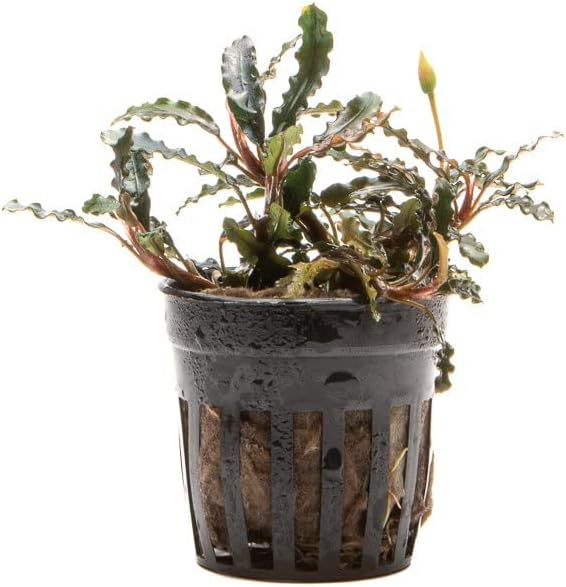 SubstrateSource Bucephalandra Titan Potted Live Aquarium Plant - Natural Freshwater Fish Tank