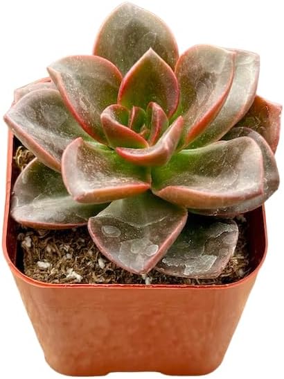 2" Unique Succulents Plants Live, Live Starter Succulent Plants, Easy Care House Plants Rooted in