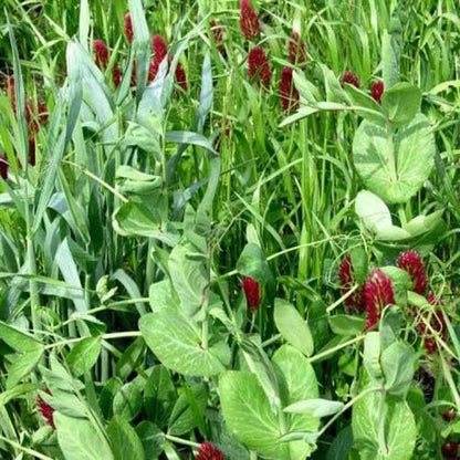 Outsidepride Gardenway Cover Crop Seeds - 5 lbs Nutrient-Rich Seed Mix for Soil Health Improvement