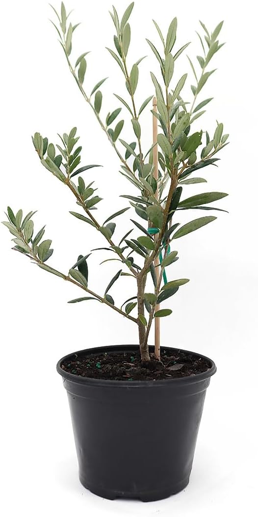 American Plant Exchange Arbequina Olive Tree – Live 5-Inch Pot, Fruit Bearing Tree, Cold Hardy