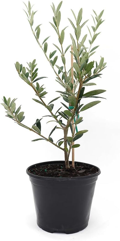 American Plant Exchange Arbequina Olive Tree – Live 5-Inch Pot, Fruit Bearing Tree, Cold Hardy