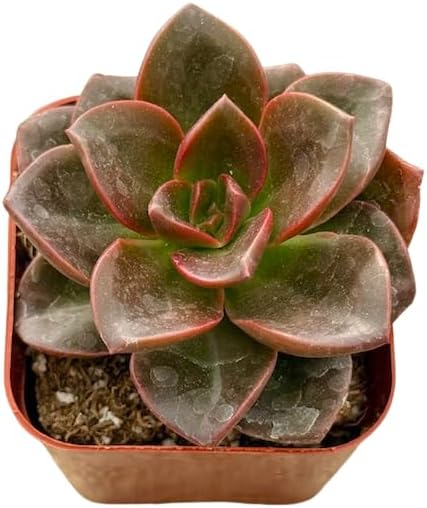 2" Unique Succulents Plants Live, Live Starter Succulent Plants, Easy Care House Plants Rooted in