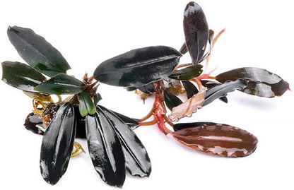 SubstrateSource Bucephalandra Brownie Blue Live Aquarium Plant - Natural Freshwater Fish Tank