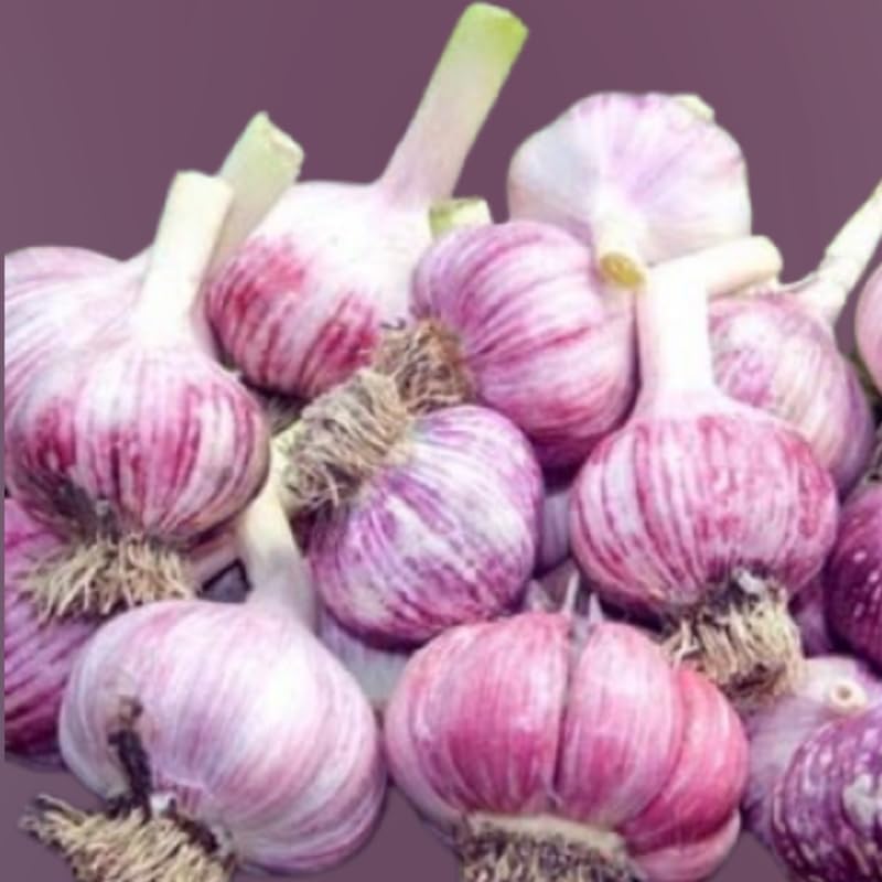 1 Pound Garlic for Planting in Fall Hardneck, 8-10 Large Garlic Bulbs for Planting, Fresh and High