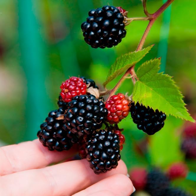 Thorny Boysenberry Plants (4 Pack) – Live Starter Plants for Planting, Vigorous Trailing Canes
