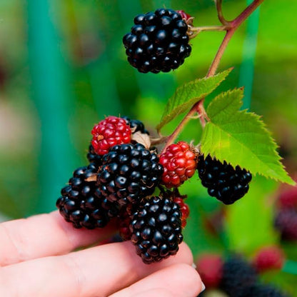 Thorny Boysenberry Plants (4 Pack) – Live Starter Plants for Planting, Vigorous Trailing Canes