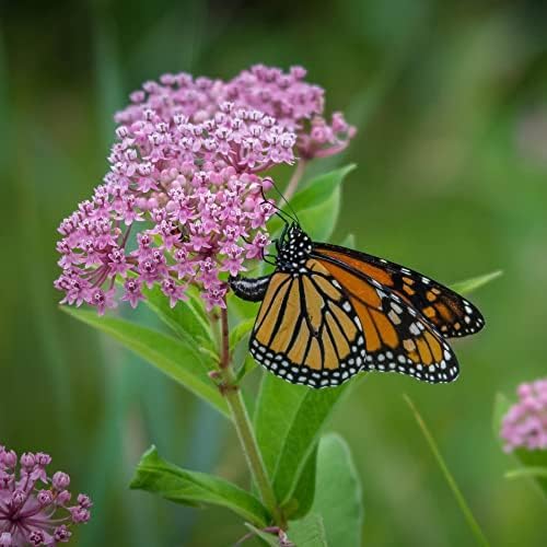 Save The Monarchs Wildflower Seed Shaker - 100,000+ Wild Flower Seeds for Planting - Beautiful Easy
