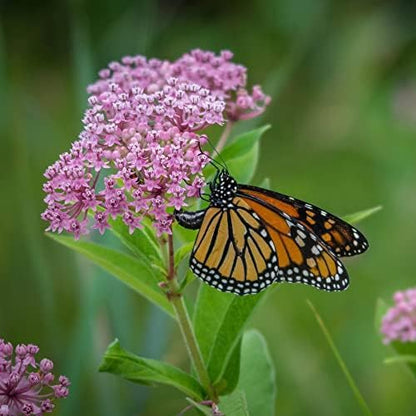 Save The Monarchs Wildflower Seed Shaker - 100,000+ Wild Flower Seeds for Planting - Beautiful Easy