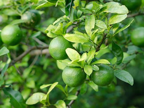Birthday Live Persian Lime Tree Gift, Dwarf Citrus Tree, Easy to Grow, Indoor/Outdoor, Unique