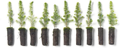 Black Spruce Live Tree Plug Seedlings | 6"-12" | Arbor Day Foundation (10-Pack)