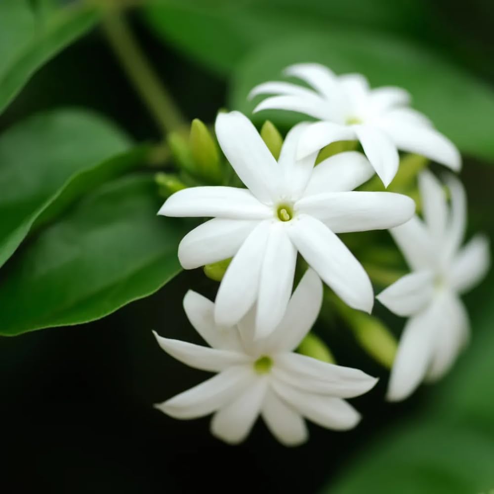 Jasmine Plant, Fragrant Jasmine Flower Vine 4-8 Inches Well Rooted for Container, Hanging Basket