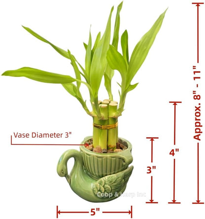 6-Stalk of 4" Small Lucky Bamboo Live Indoor Plant with Ceramic Vase, Live Indoor Lucky Bamboo for