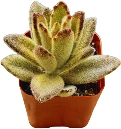2" Unique Succulents Plants Live, Live Starter Succulent Plants, Easy Care House Plants Rooted in