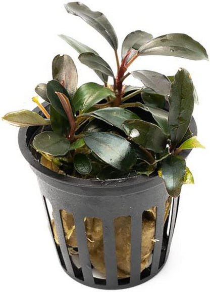 SubstrateSource Bucephalandra Black Pearl Potted Live Aquarium Plant - Natural Freshwater Fish Tank