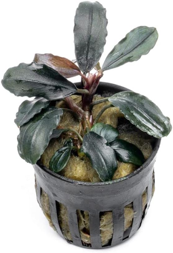 SubstrateSource Bucephalandra Rainbow Marble Potted Live Aquarium Plant - Natural Freshwater Fish