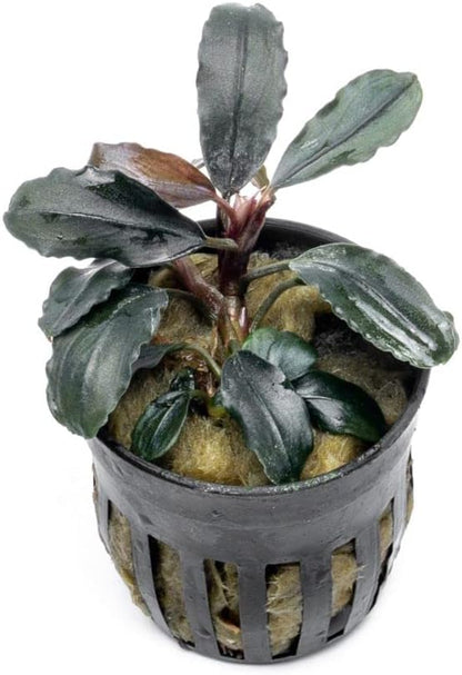 SubstrateSource Bucephalandra Rainbow Marble Potted Live Aquarium Plant - Natural Freshwater Fish