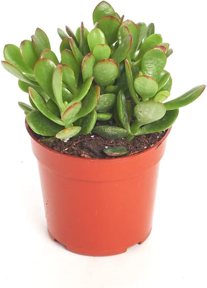 Shop Succulents Jade Succulent Plant, Crassula Ovata Fully Rooted Live 4" Succulent Plant, Low