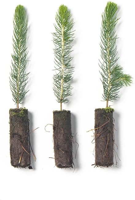 Colorado Blue Spruce Tree Plug Seedlings | 6"-12" | Arbor Day Foundation (3-Pack)