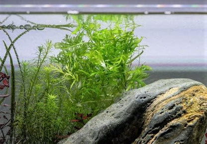 SubstrateSource Live Aquarium Stem Plants - Freshwater Aquatic Plant for Fish Tanks, Aquascaping