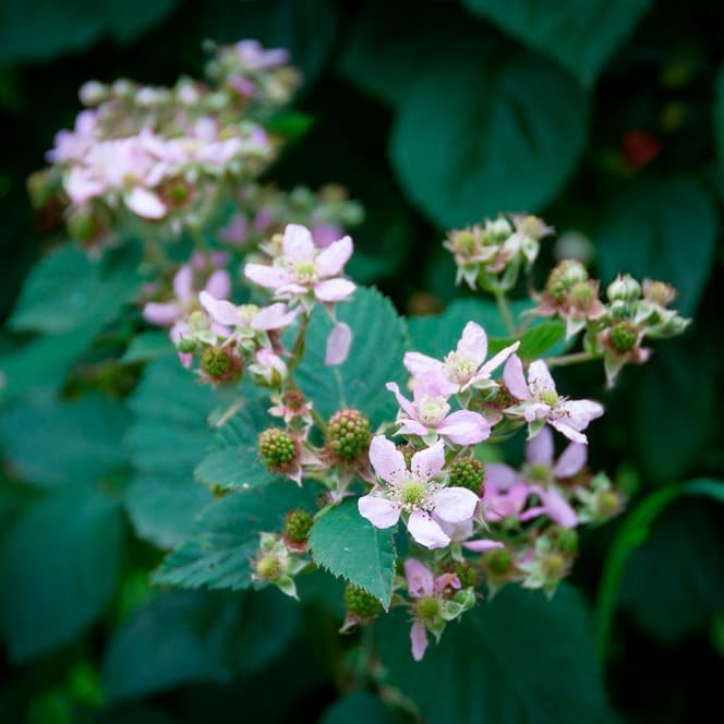 Thorny Boysenberry Plants (4 Pack) – Live Starter Plants for Planting, Vigorous Trailing Canes