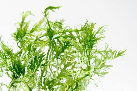 SubstrateSource Live Aquarium Stem Plants - Freshwater Aquatic Plant for Fish Tanks, Aquascaping