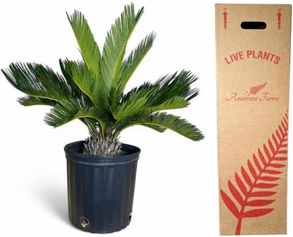 Cycad Revoluta Palm, Live Indoor Outdoor Plant, 10-inch Grower Pot, Yellow Green, 28 Inches Tall