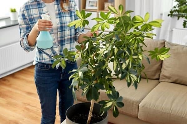 Gardenera Umbrella Plant Premium Potting Mix - Nourish Your Plants with Nature's Finest Ingredients