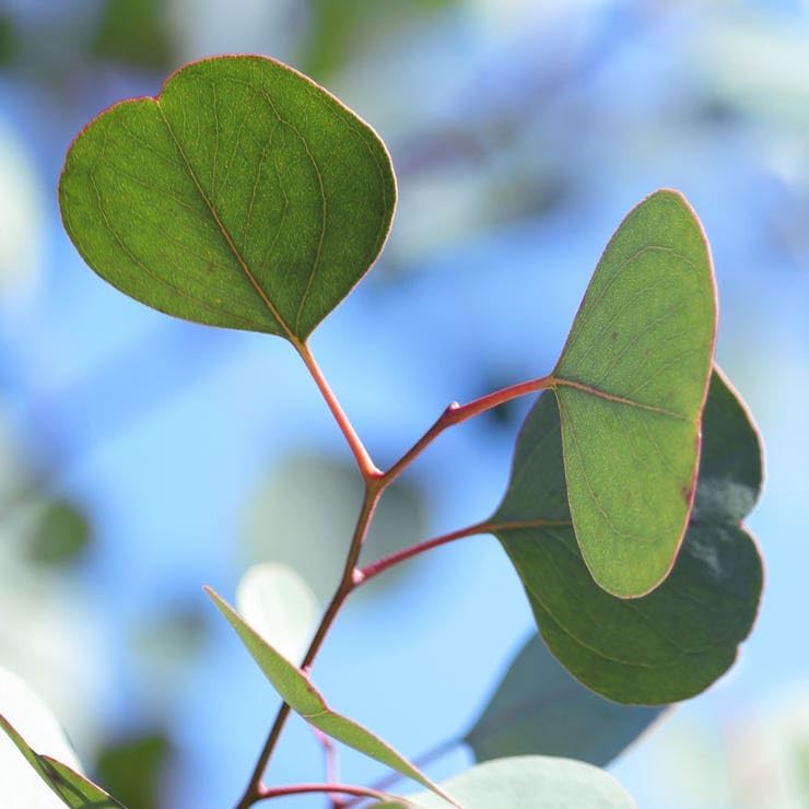 Park Seed Grow Your Own Eucalyptus Seeds Plant, Perfect for Indoor Growing and Spring Garden