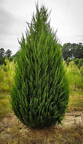 Spartan Juniper | 3 Live Trees | Juniperus Chinensis | Evergreen Privacy Screening Plant