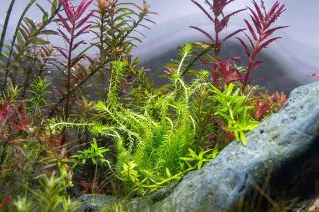 SubstrateSource Live Aquarium Stem Plants - Freshwater Aquatic Plant for Fish Tanks, Aquascaping