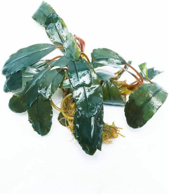 SubstrateSource Live Plants - Starglitz Buce (Bucephalandra sp.) - Low to Medium Light, Dark Green