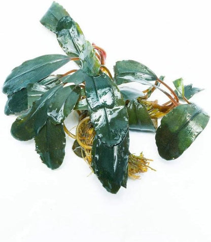SubstrateSource Live Plants - Starglitz Buce (Bucephalandra sp.) - Low to Medium Light, Dark Green