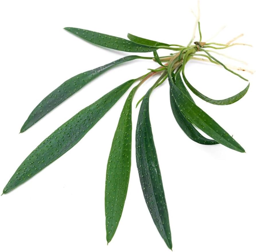 SubstrateSource Live Jungle Plant - Homalomena sp. 'Sub-Hasei' - Moderate Care, Low to Medium