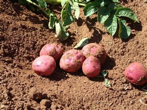 Simply Seed - 2 LB - Hand Selected Red Pontiac Seed - Non GMO - Naturally Grown - Ready to Grow