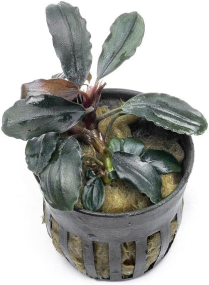 SubstrateSource Bucephalandra Rainbow Marble Potted Live Aquarium Plant - Natural Freshwater Fish