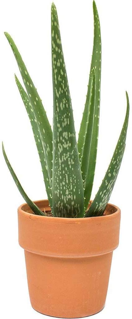 Aloe Vera Live Plant for Indoor | Different Houseplants in 4'' & 6'' Pot | Real House Plant for