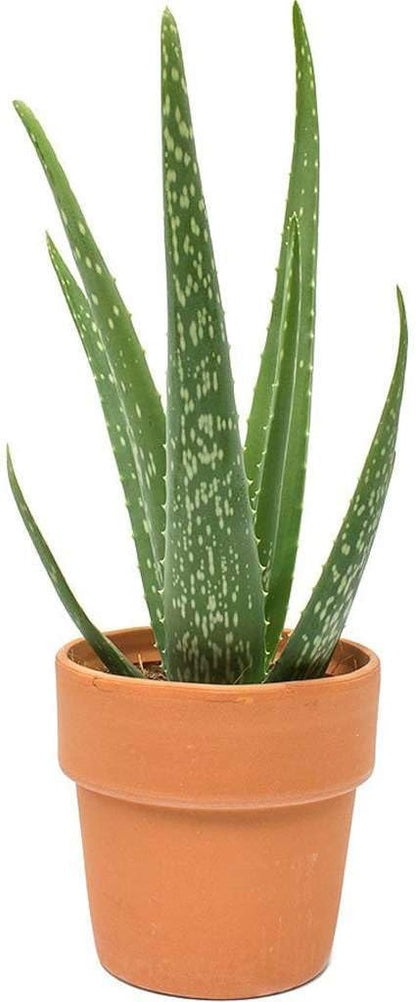Aloe Vera Live Plant for Indoor | Different Houseplants in 4'' & 6'' Pot | Real House Plant for
