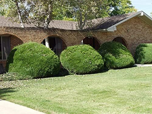 Sea Green Juniper - 2 Live Gallon Size Plants - Juniperus Chinensis - Drought Tolerant Cold Hardy
